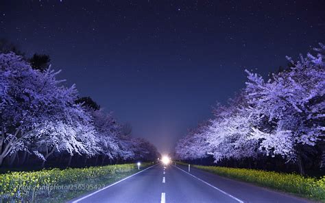 New On 500px Cherry Blossom Trees At Night By Haru2280 By Haru2280 Shutter Stock Image Database