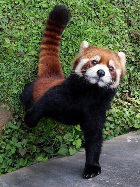 Oh Hi Didnt See You There Red Panda Amazing Animal Pictures Cute