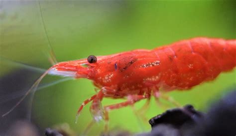 Most Favorite Types Of Freshwater Shrimp For Aquarium