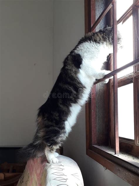 Longhair Cat Standing On Hind Legs Looking Out The Window Stock Photo