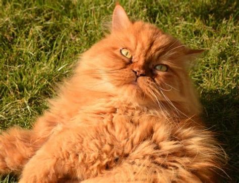 Before kitteh memes became lingua franca of the web, cat people were a relative minority and the hijinks of any individual animal were largely just enjoyed by. What Kind of Cat is Garfield and other Garfield Cat facts ...