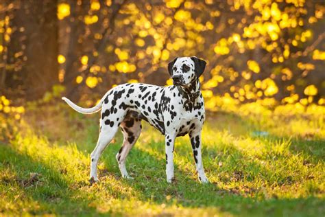 What Age Do Dalmatians Live To
