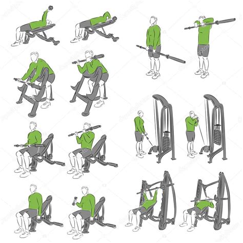 Ensemble Dexercices Systématiques De Musculation Vecteur Par ©apelsyn3