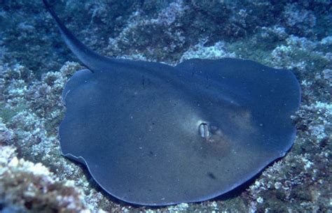 Gli uomini pesce sono i superstiti di una razza di umanoidi abitanti di superficie la cui terra natale fu sommersa in un grande cataclisma provocato dagli aboleth. I trigoni dell'Acquario di Cattolica