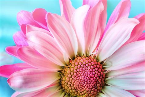 Magnolia Pink Flower Free Photo On Pixabay Pixabay