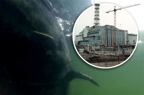 Chernobyl Cooling Pools Ruled By Monstrous Fish Caught On Camera