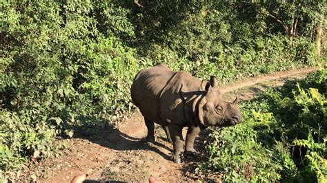 Rare Sighting Of A Greater One Horned Rhinoceros In Chitwan National