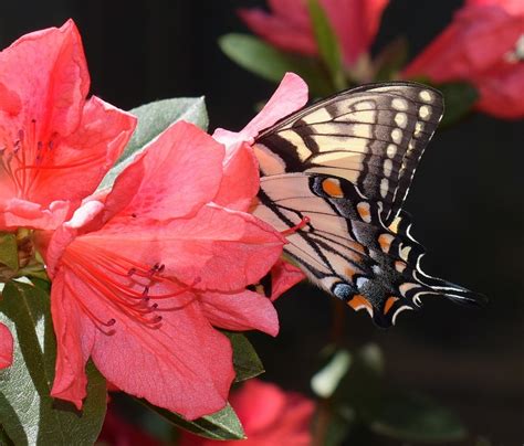 Tiger Swallowtail Butterfly In Azalea Blossom K Hd Wallpaper
