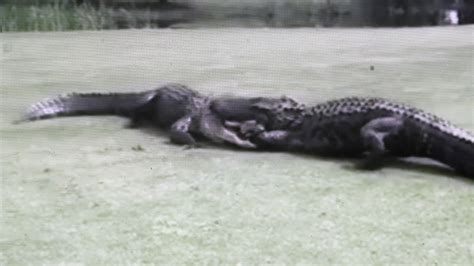 Large Alligators Fight On South Carolina Golf Course Youtube