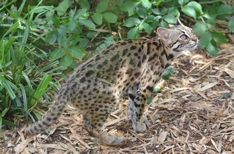 Chinese Leopard Cat At Thrigby Hall 100617 Zoochat