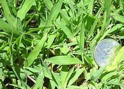 Check spelling or type a new query. What Does Crabgrass Look Like?
