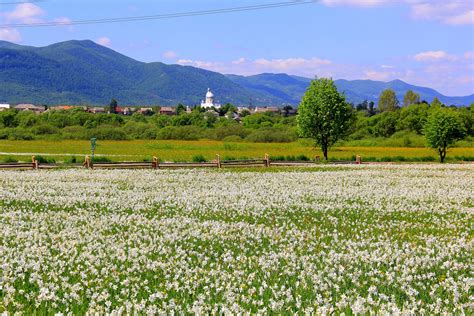 Republica socialista sovietica d'ucraïna (estat membre de l'organizacion de las nacions unidas, gouvernement en exil de la république populaire ukrainienne). Ucraina, bellezza low cost: la Valle dei narcisi in fiore ...