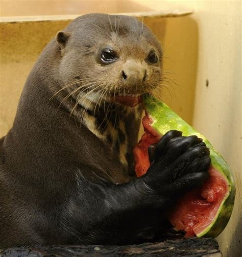 It appears the watermelon is so tasteless that it makes the otter cry. A seal eating a watermelon while crying