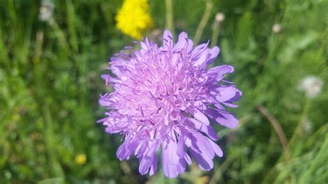 Scabiosa Pincushions Plant Care And Growing Horticulture