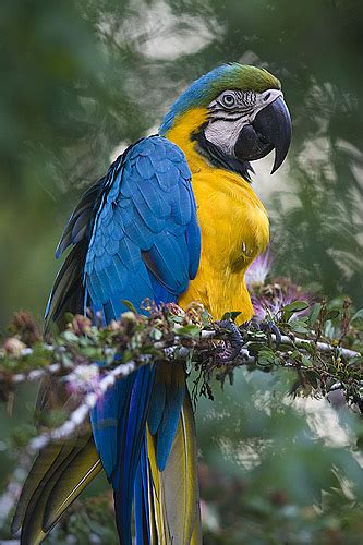 Tekdung syalalala c f tek dung. BO Management: Burung Kakak Tua