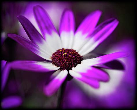 Purple And White Daisy Photograph By Saija Lehtonen
