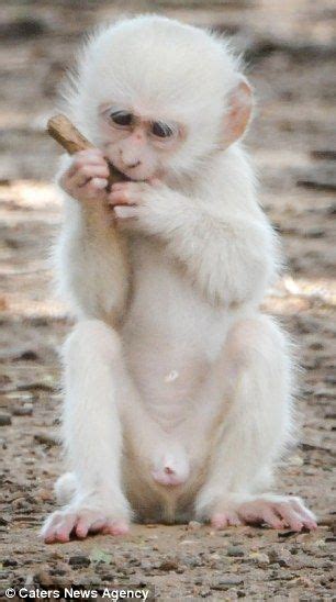He Looks Unusual But Hes All White Albino Monkey Wrestles Its Friend