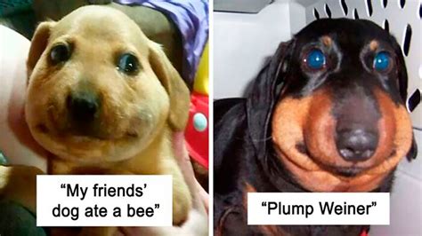 Good Puppers That Learned They Should Never Mess With Bees Youtube