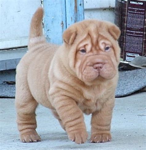 Cream Shar Pei Puppies Cute Puppies Dogs And Puppies Cute Dogs