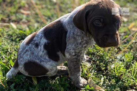 You never get a second. Gsp: German Shorthaired Pointer puppy for sale near San Diego, California. | 82cc78db-8681