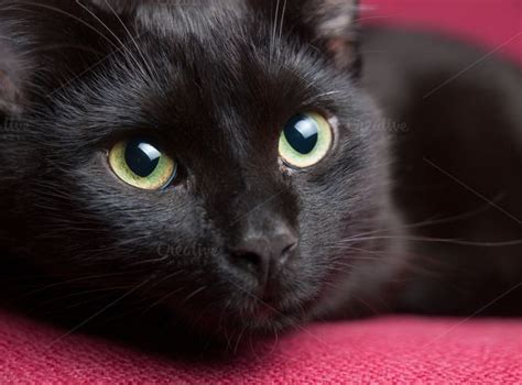How To Photograph Black Cats Tips And Tricks