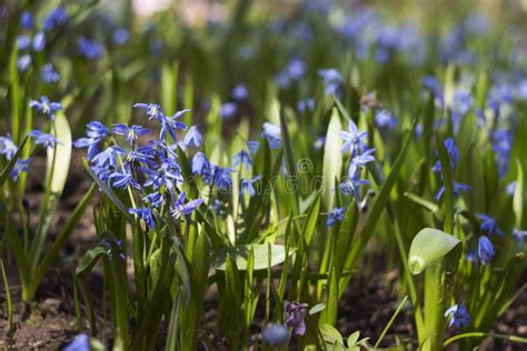 Scilla Bifolia Flowering Of Small Blue Flowers In The Spring Stock