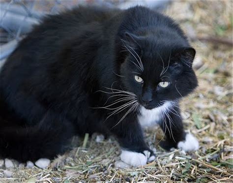 Black white ginger cat sitting on the pavement. The warrior cats: Stoneclan