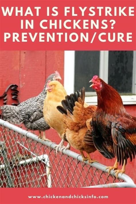 What Is Flystrike in Chickens? | Prevention and Cures Explained - Chicken & Chicks Info