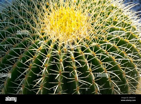 Gold Ball Cactus Golden Barrel Cactus Echinocactus Grusonii Stock
