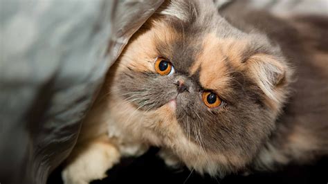 Persian Cat Wallpapers And Images Wallpapers Pictures Photos
