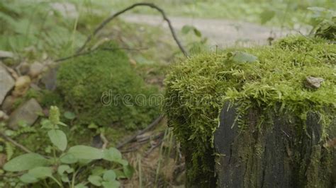 Stump In The Forest Old Tree Stump Covered With Moss Stock Image
