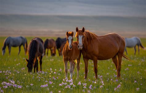 Wallpaper Flowers Horses Horse Meadow Foal Alexander Makeev Images