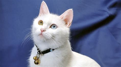 Tunjukid 4 Cara Membedakan Kucing Jantan Dan Betina Amati Warna