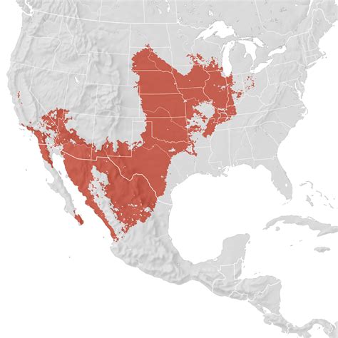 Bells Vireo Range Map Breeding Ebird Status And Trends
