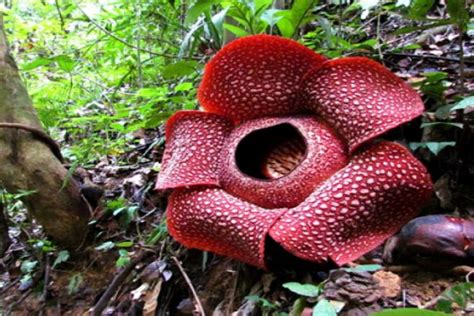 Mengapa Bunga Rafflesia Mengeluarkan Bau Busuk Belajar Sampai Mati