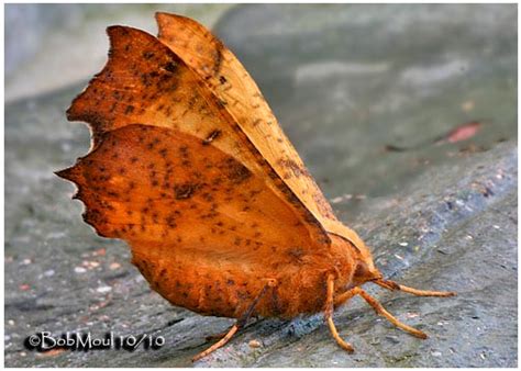 Maple Spanworm Moth Ennomos Magnaria 6797 Photo Bob Moul Photos At