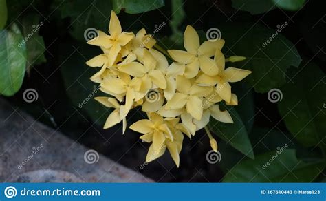 Splendidi fiori a forma di cascata sintetica. Nome Scientifico Del Fiore Di Ago: Ixora Chinensis Lamk ...