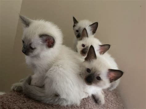 Balinese Kittens For Sale Hypoallergenic Breed Hey Im Selling