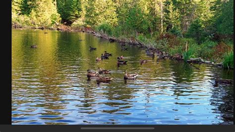 Wood Ducks Huddled Youtube