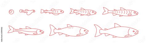 Life Cycle Of The Atlantic Salmon Stages Of Salmon Fish Growth Set