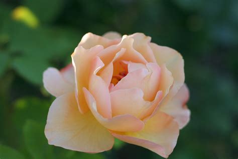 Peach Rosethe Pale Peach Rose Represents Modesty Language Of Flowers