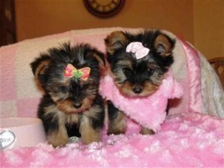 View our wide variety of available puppies for sale at petland of grove city & columbus, ohio! Exclusive Teacup Pure Yorkie Puppies for Sale in Columbus ...