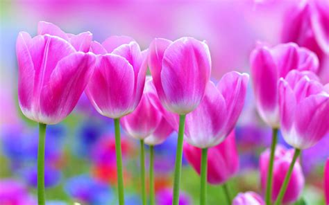 Download 4k wallpapers of best flowers, roses, tulips, lotus, lily, poppy, dahlia, cherry blossom for desktop & mobile phones in high quality hd, 4k, 5k resolutions. tulips, , Flowers, , Garden, , Landscape, , Love, , Nature ...