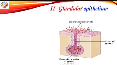 Glandular Epithelium Youtube