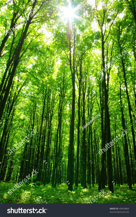 Green Forest Stock Photo 49924864 Shutterstock