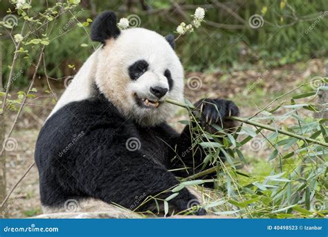Giant Panda While Eating Bamboo Stock Image Image Of Chengdu Giant