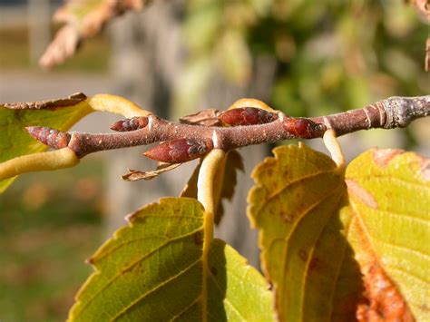 Ulmus Americana The Buds Of The American Elm Are Longer L Flickr