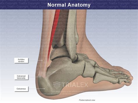 Normal Anatomy Of The Foot And Ankle Trial Exhibits Inc