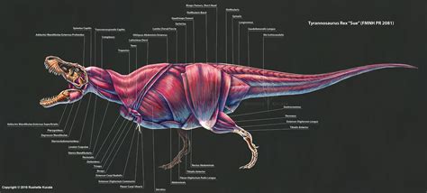 Pin on Dino Bones/Anatomy