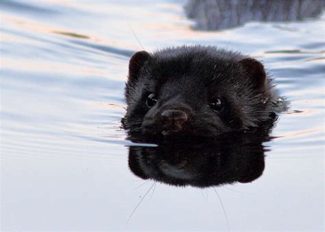 Én meters dybde kan ikke holde dem nede. Mink Foto & Bild | tiere, wildlife, säugetiere Bilder auf ...